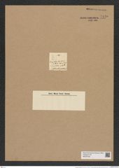 Amphitetras leptotis Ehr. (de-Toni-Nr.: Genus 137, Species 3649) Zeichnungen Sammlung Grunow Nr. 7140 (NHMW-BOT-W0376108)